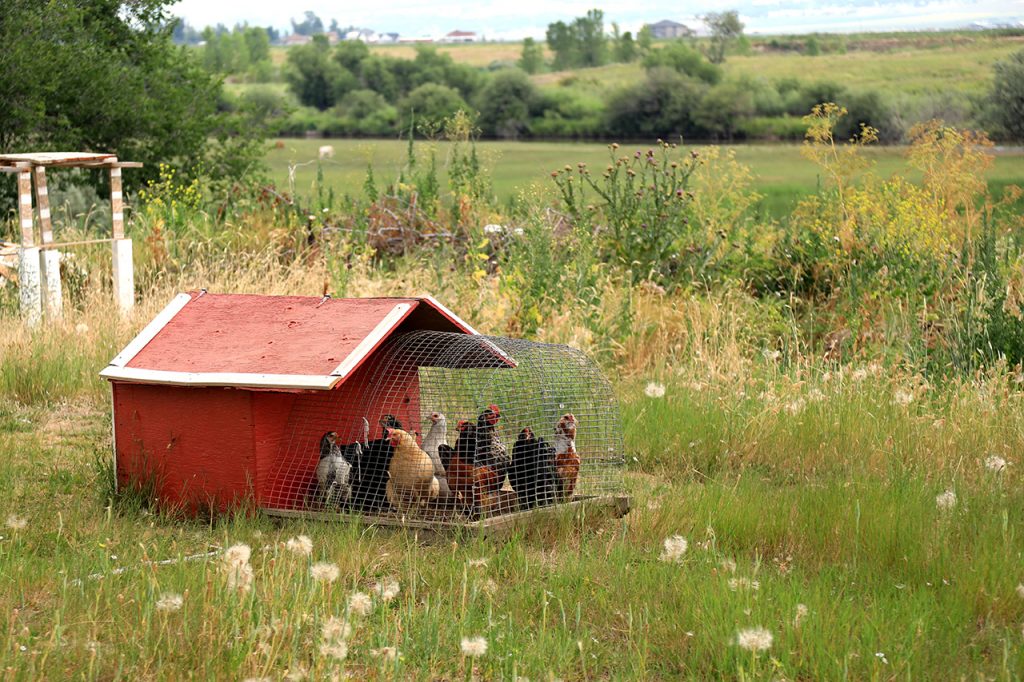 Chicken coop