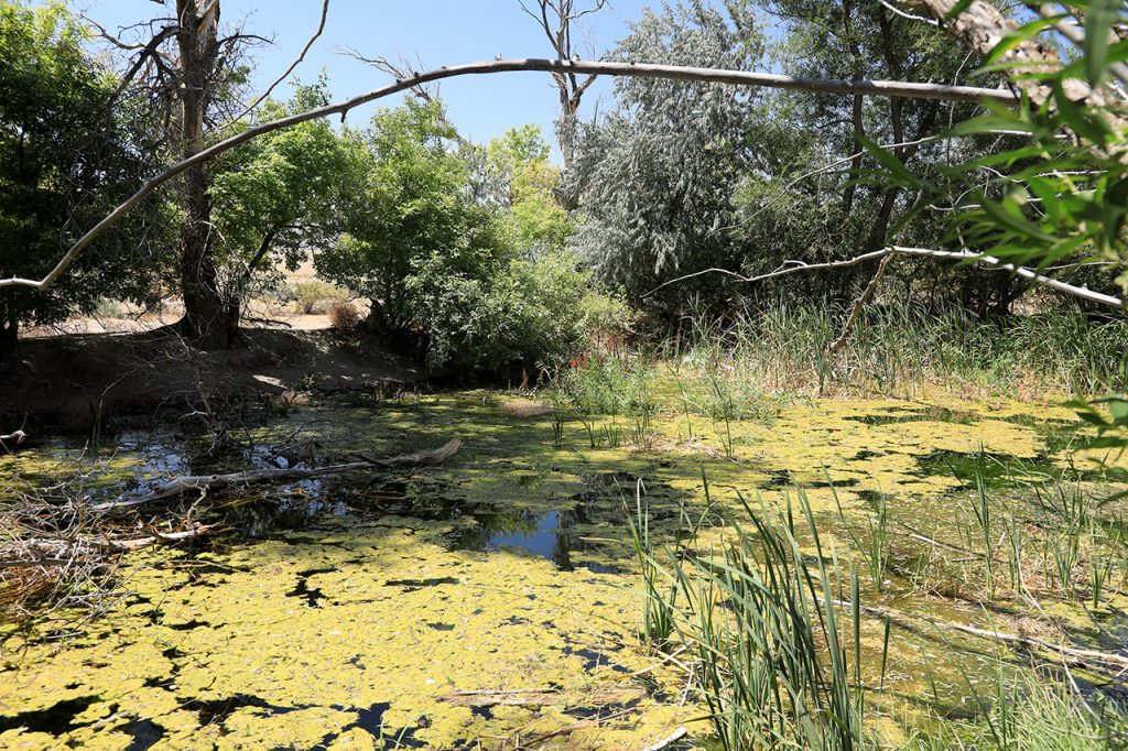 Lucin water pond